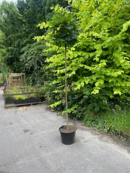 Kugelahorn (Acer platanoides "Globosum") auf 2 m Stamm im Großcontainer