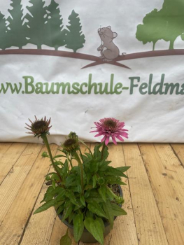 Rotblühender Scheinsonnenhut " Magnus " ( Echinacea purpurea " Magnus") Topf