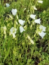 Glockenblume Bavaria White (Campanula cochleariifolia "Bavaria White") im Container