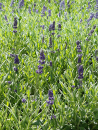 Lavendel Hidcote Blue (Lavendula angustifolia 'Hidcote Blue') im 1Liter-Topf