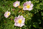 Weinrose (Rosa rubiginosa) Liefergröße: 80-120 cm
